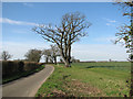 Oak trees growing beside Guiler's Lane in NR18 9JX