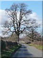 Roadside tree at a 93 metre spot height in HG4 4ES