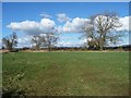 Winter trees on a field boundary in Masham