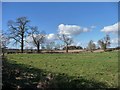 Large trees on a field boundary in HG4 4ES