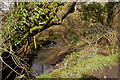 Looking down the river Yeo from a bridge on Radnidge Lane in EX16 9JR