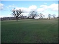 Trees crossing a field, south of Spelder Banks Plantation in HG4 4NU