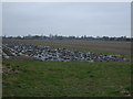 Crop field west of Sibsey Road in PE21 9QX