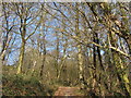 Woodland footpath near Ystrad Mynach in CF82 7EW