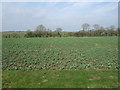 Crop field north of Highgate Lane in Claxby with Moorby