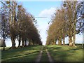 Avenue of trees, looking away from Hale House in SP6 2RF