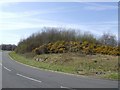 Gorse in bloom on a rock outcrop in TF2 9PD