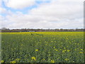 Rape field, East Rudham in PE31 8SZ