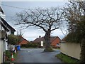 Tree at the junction, Cheriton Cross in EX6 6BL