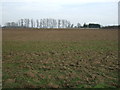 Farmland, Irby in the Marsh in PE24 5DH