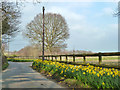 Daffodils by Potman's Lane in TN33 9BJ