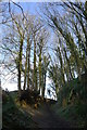 Trees above Gore Lane in DT9 4PX