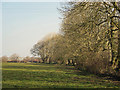Wind-break trees near Trewenfron, Nevern in SA43 3PB
