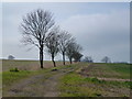 Trees and track near Kings Ripton in Kings Ripton