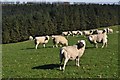 West Somerset : Sheep Grazing in TA22 9NT