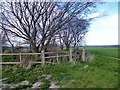 Maypole Clump in Ardington