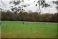 Horses, Lower House Farm in GU27 3ER