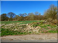 Stonyland Copse seen across field in GU34 5PX