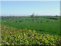 Cattle grazing in Staunton Harold
