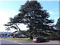 Fine specimen cedar in NN3 3HH