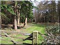 Gate and Path, Blackrow Plantation in NR10 4DE