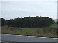 Woodland east of the A60 in NG18 4TJ