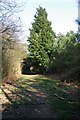 Path, Hemsted Forest in TN17 4AJ