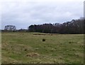Rough pasture and woodland in Thirston