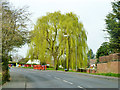 Weeping willows, Harlow in CM19 4SD
