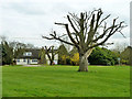 Lopped tree, Little Hallingbury in Little Hallingbury