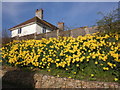 Impressive display of daffodils, Bleadon in BS24 0AB