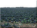 Cabbage field in PE21 0QF