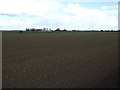 Newly planted crop, Haltoft End in PE22 0NZ