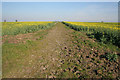 Farm track through rape in Fenton