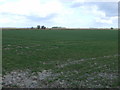 Crop field east of Staunt Road in PE22 7ED