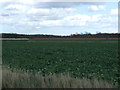 Crop field east of Fen Road in East Kirkby