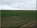 Crop field east of the A16 in PE23 4AQ