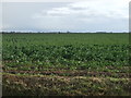 Crop field south of East Fen Lane in PE22 0TN