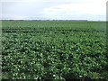 Crop field south of East Fen Lane in PE22 8JF