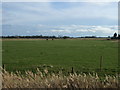 Grazing south of Fodder Dike in PE22 8PT