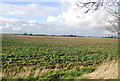 Crops west of Green Lane in IP6 0RU