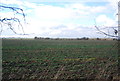 Cropland west of Green Lane in IP6 0RU