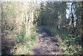 Green Lane in Wrathall's Wood in IP6 0RU