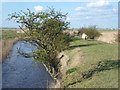 Drainage ditch next to Ham Wall in Cliffe and Cliffe Woods