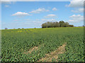 Oilseed rape crop by Mundy's Farm in IP20 0PD