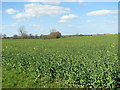 Oilseed rape crop in IP20 0PD
