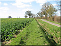 Flowering oilseed rape beside Mundy's Road in IP20 0PD