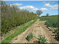 Field boundary hedge, Common Road in IP20 0PA