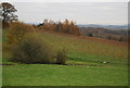 Vines on the hillside in GU27 3BX