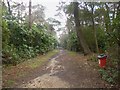 Branksome Park Woods, path in BH13 6BX